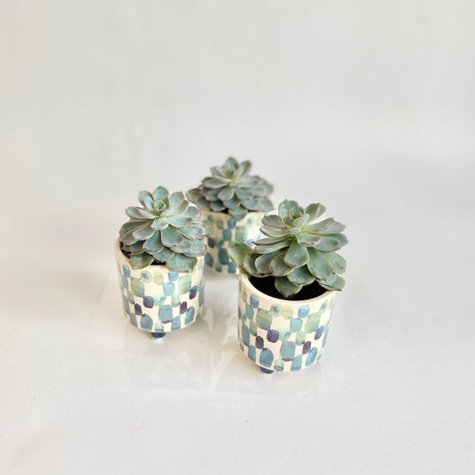 Watercolour Blue Pot Succulent