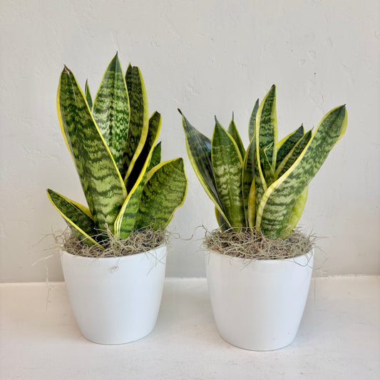 Snake Plant