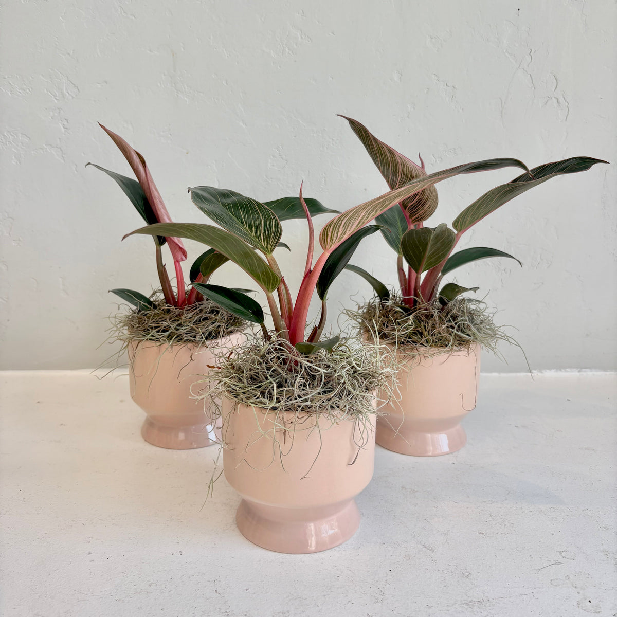 Philodendron Birkin Pink