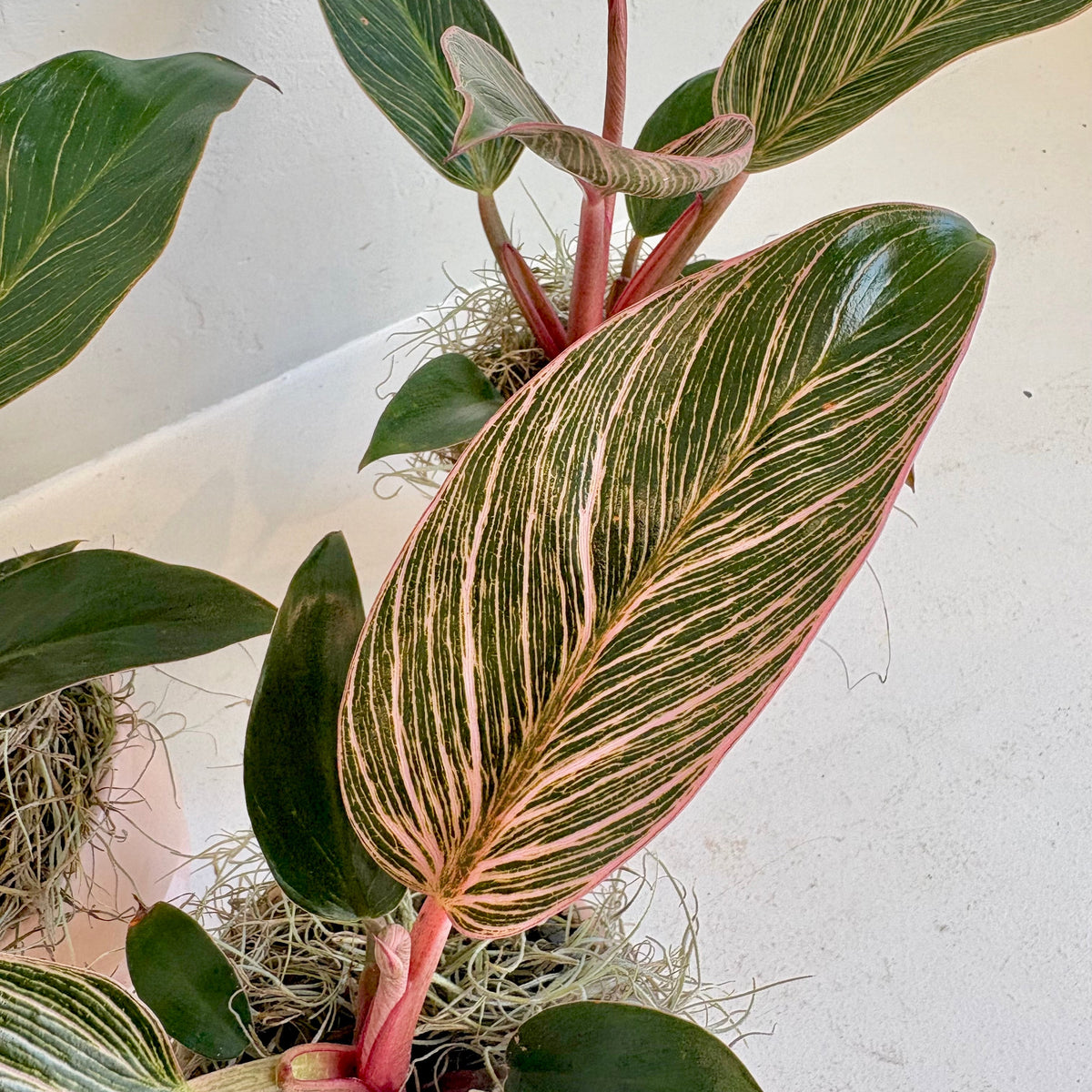 Philodendron Birkin Pink