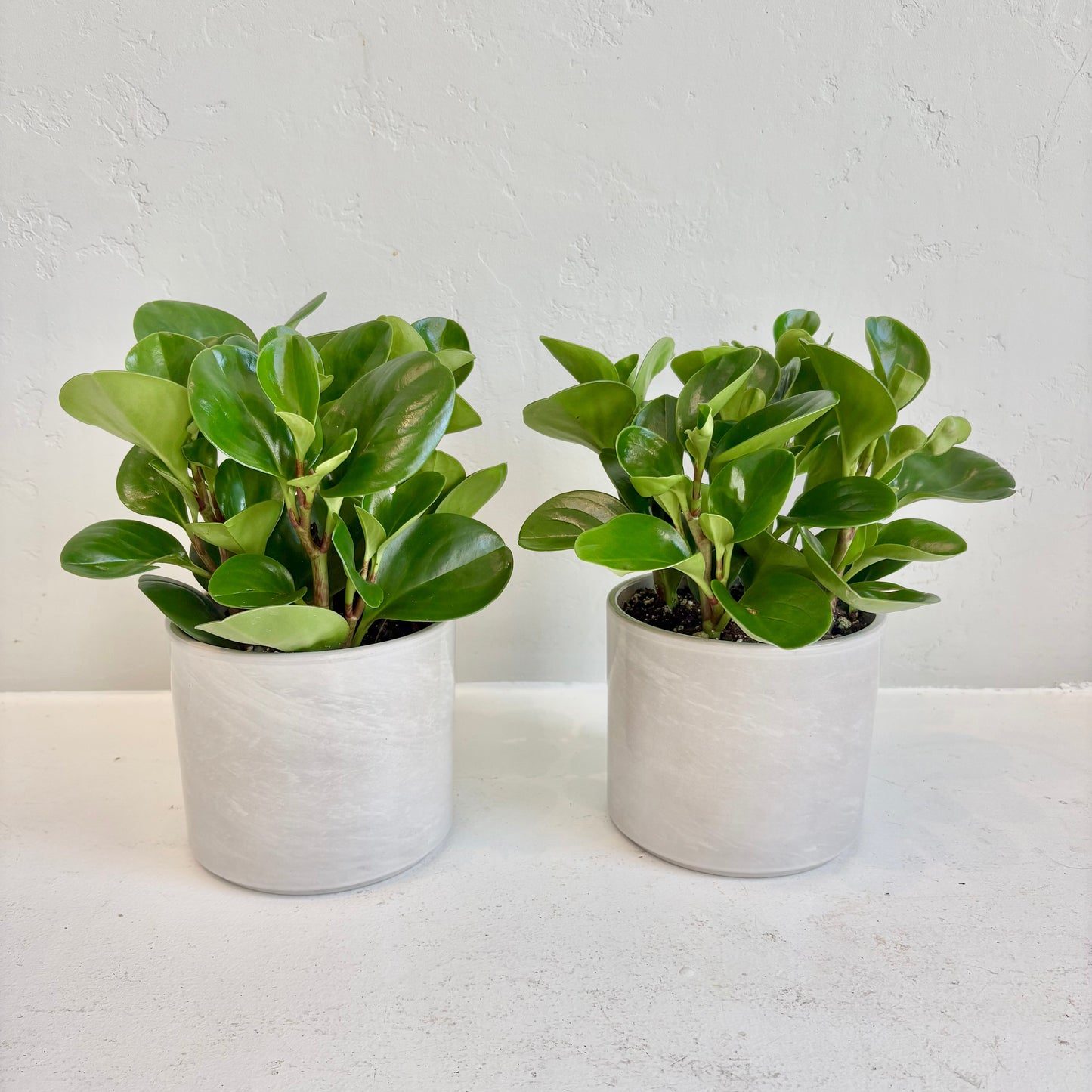 Green Peperomia