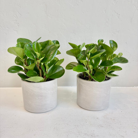 Green Peperomia