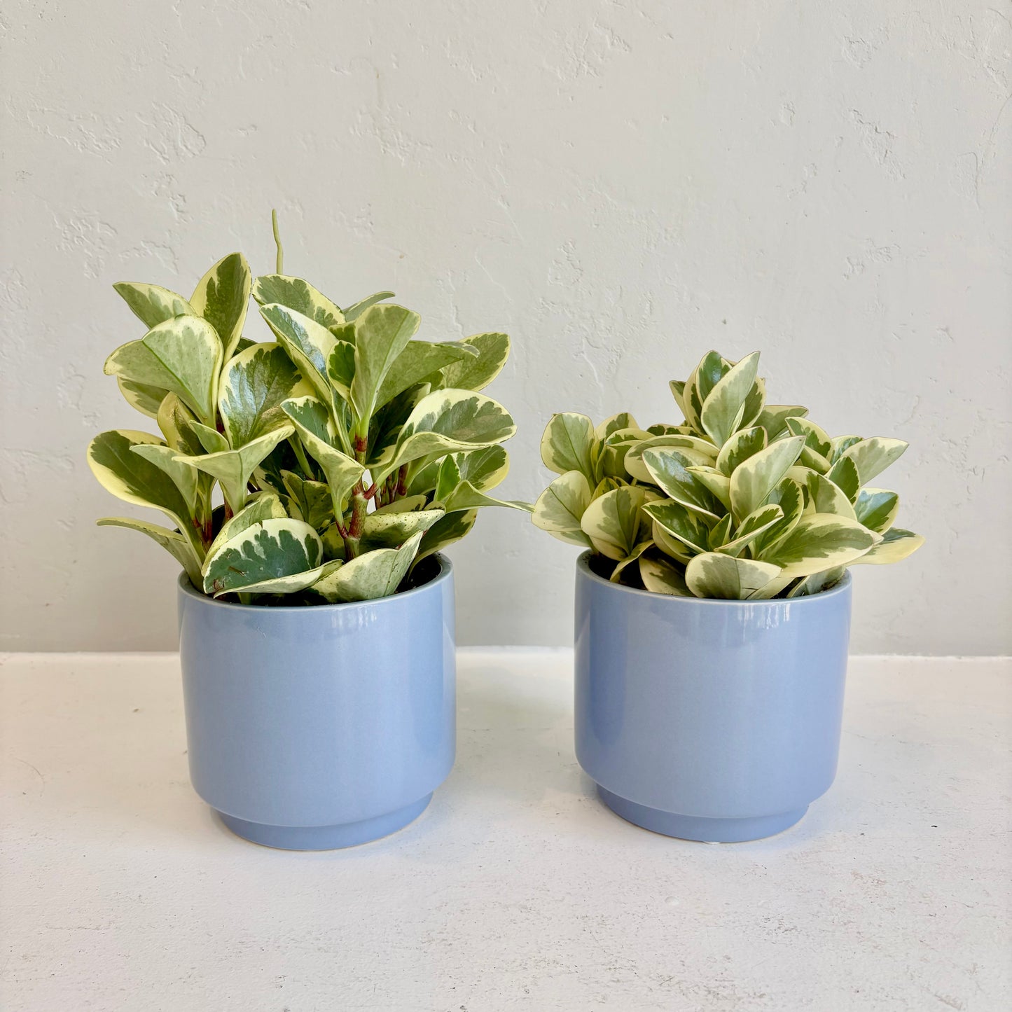 Variegated Peperomia