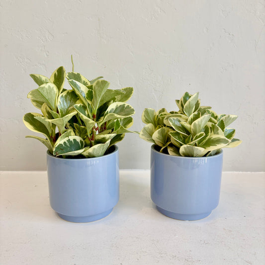 Variegated Peperomia
