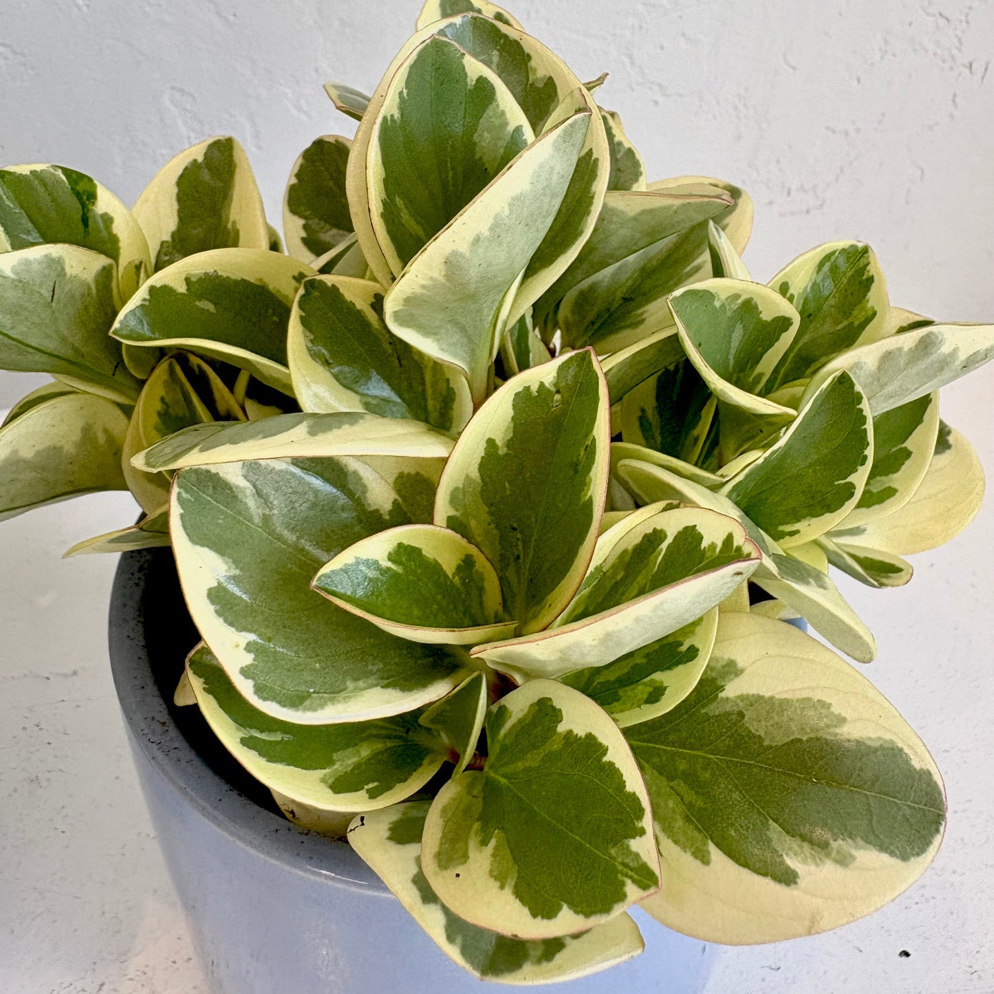 Variegated Peperomia