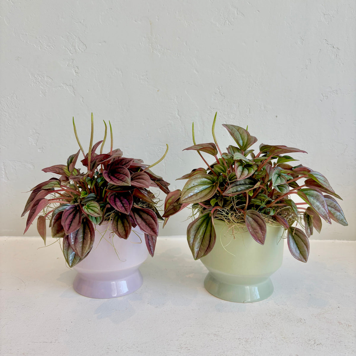 Peperomia Cayenne in Footed Pot