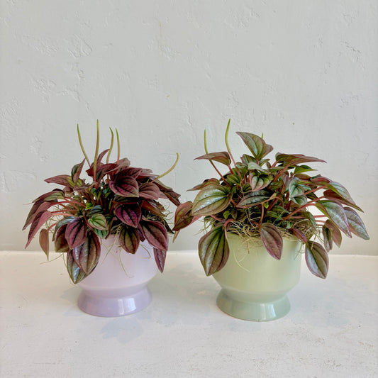 Peperomia Cayenne in Footed Pot