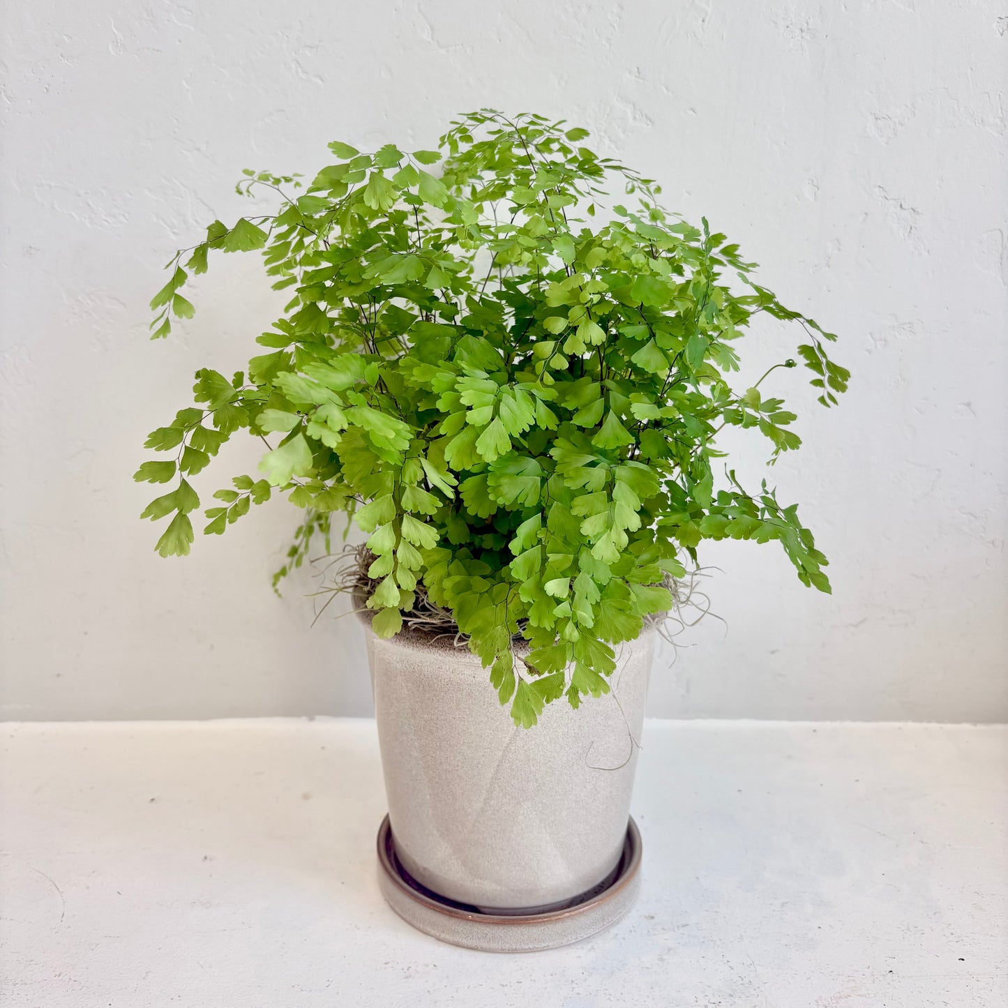 Maiden Hair Fern