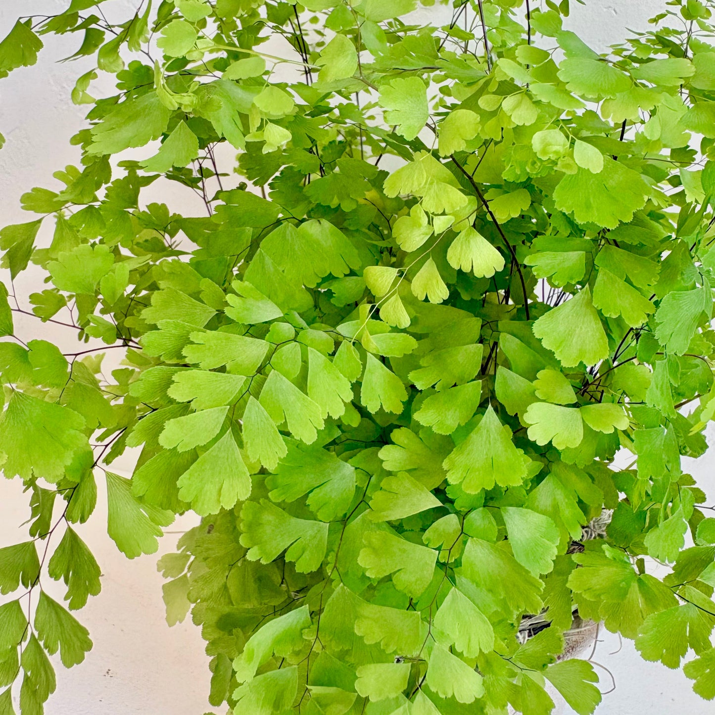 Maiden Hair Fern