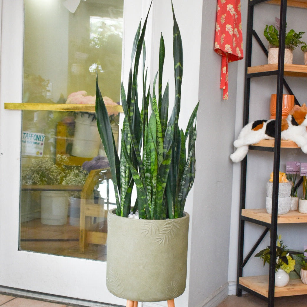 14" Sansevieria