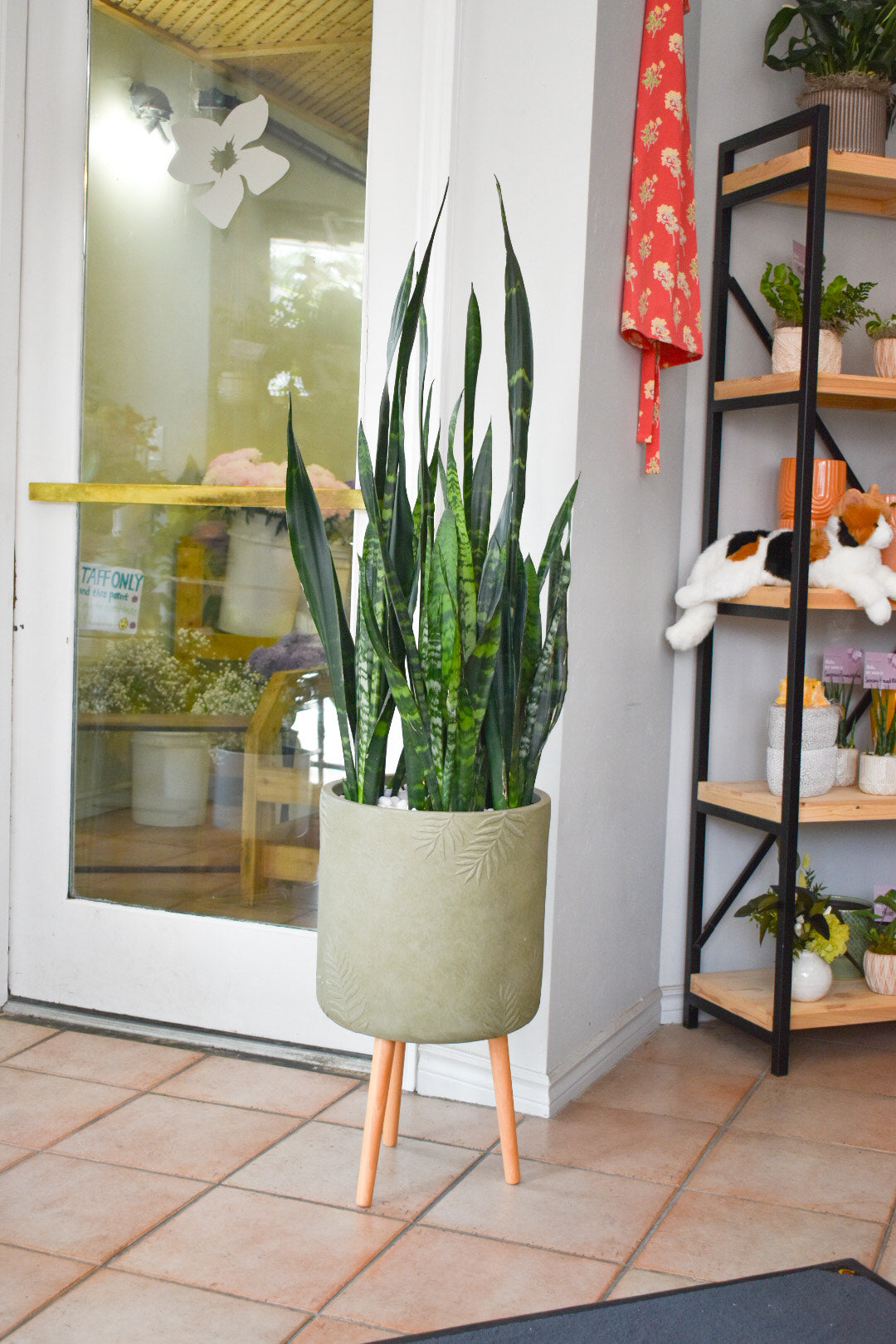 14" Sansevieria