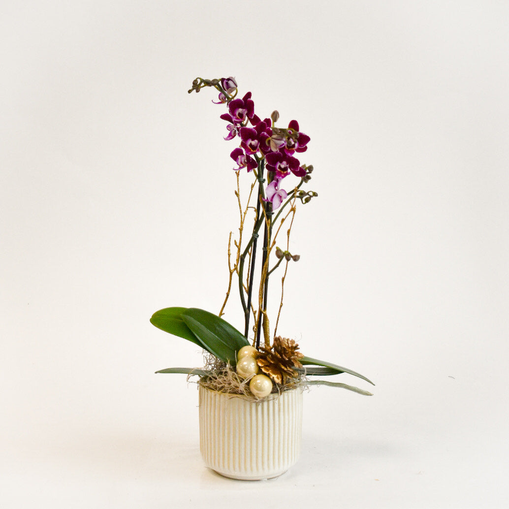 Festive Mini Orchid