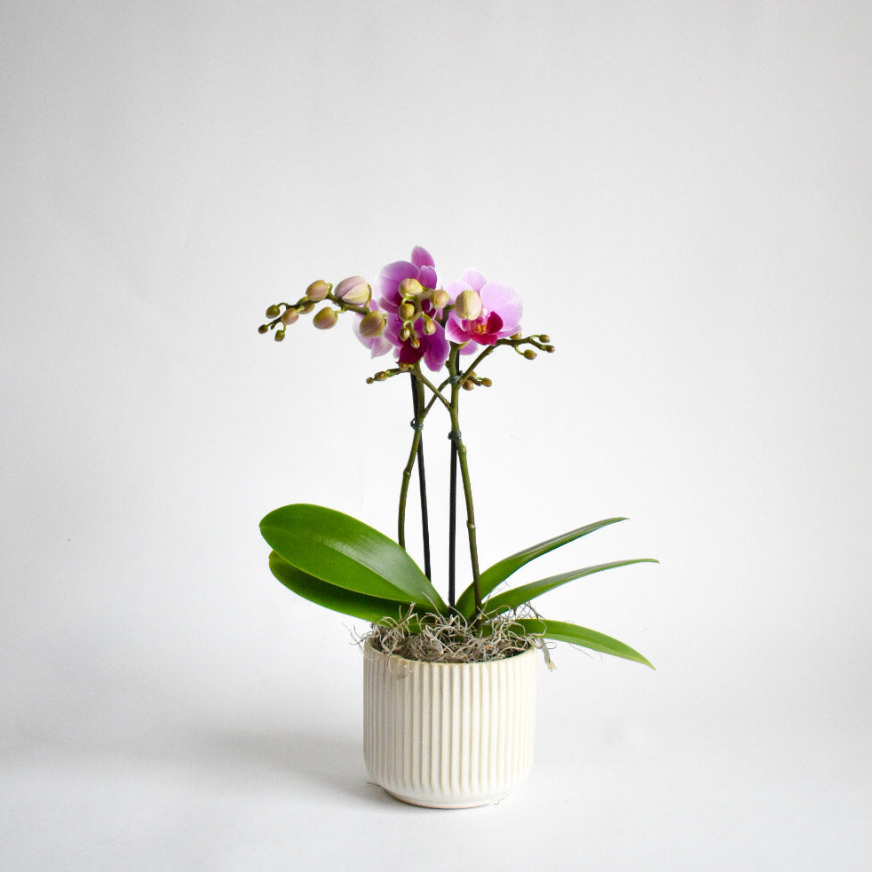 Mini Orchid- Pink