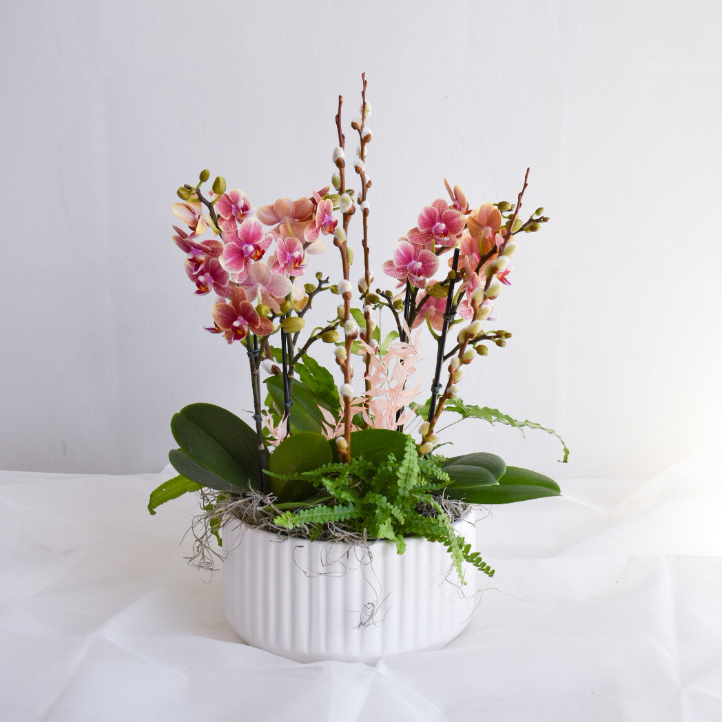 Large Mini Orchid & Fern Planter