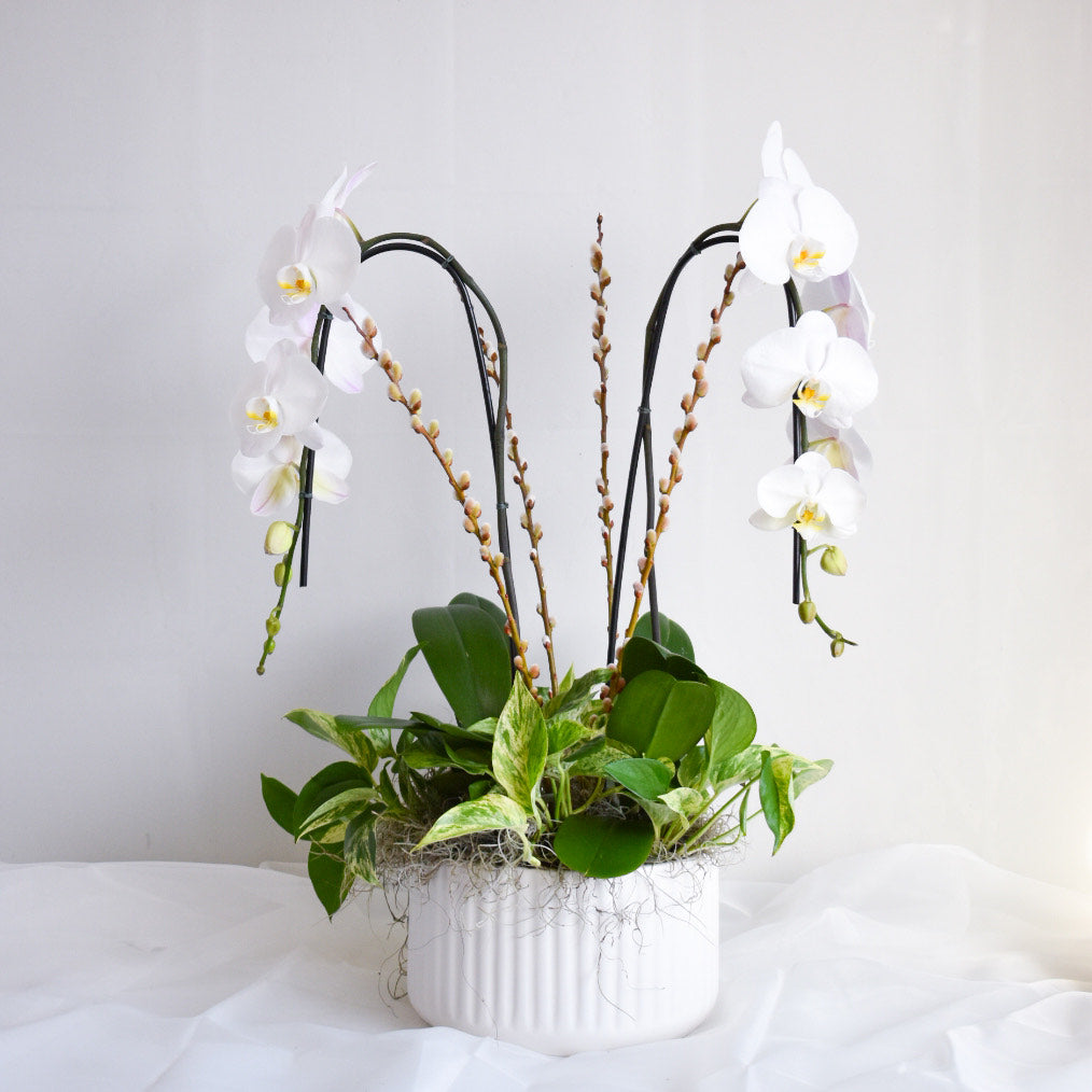 White Orchid + Pothos Planter