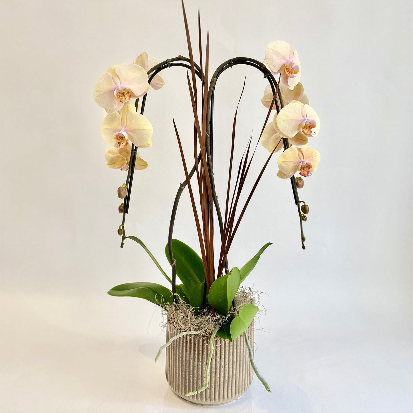 Peach Double Plant Orchid