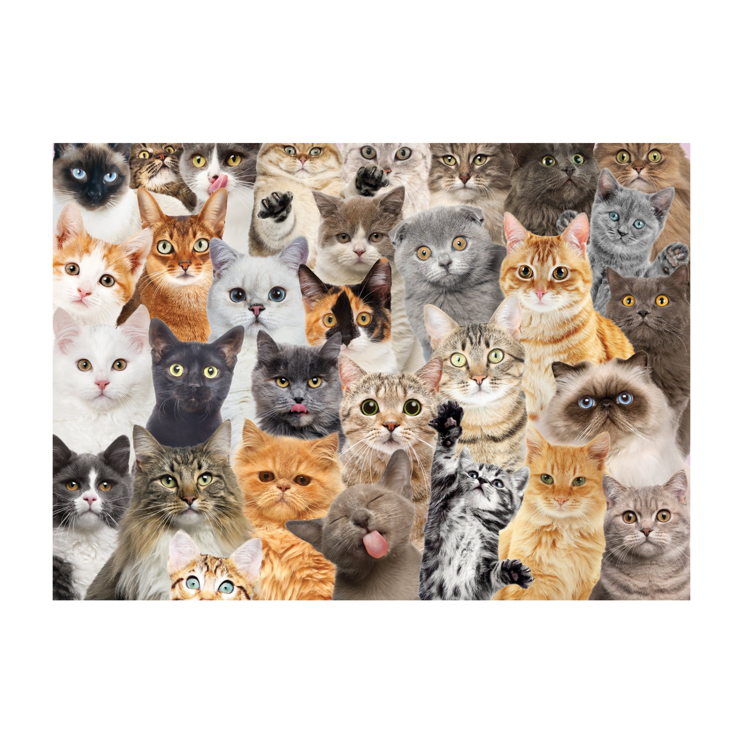 All the Cats 1000 Piece Puzzle