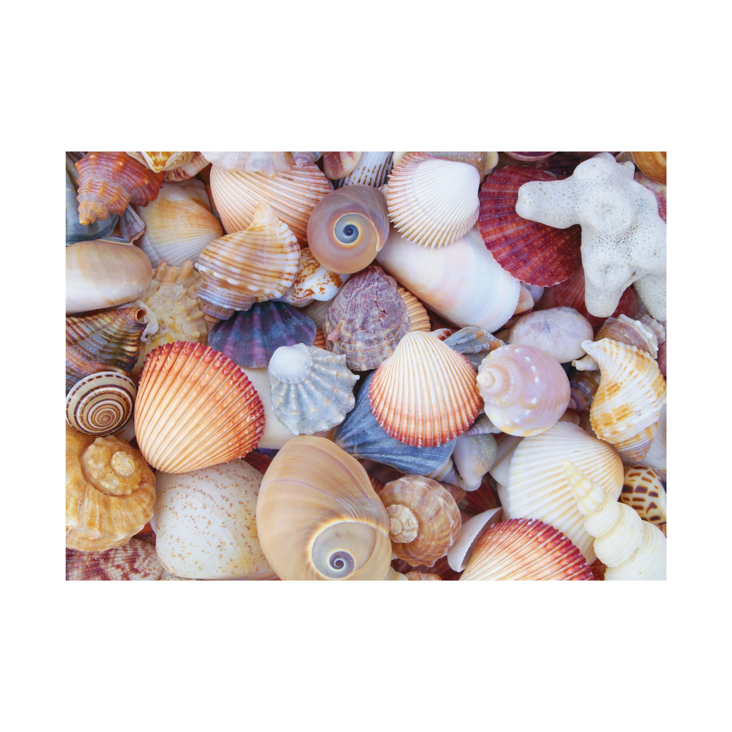 All the Shells 1000 Piece Puzzle