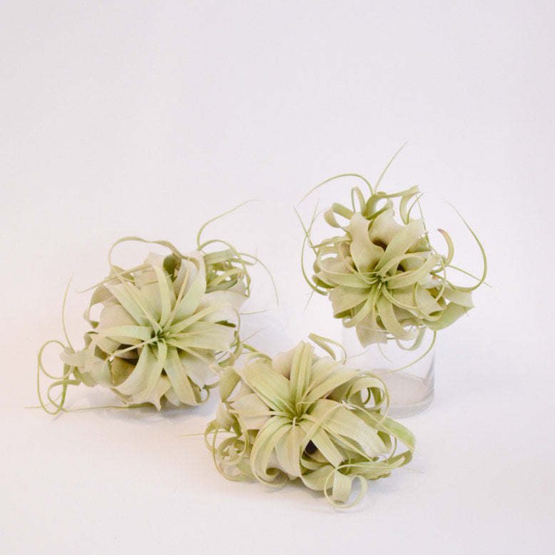 Tillandsia Xerographica Air Plant