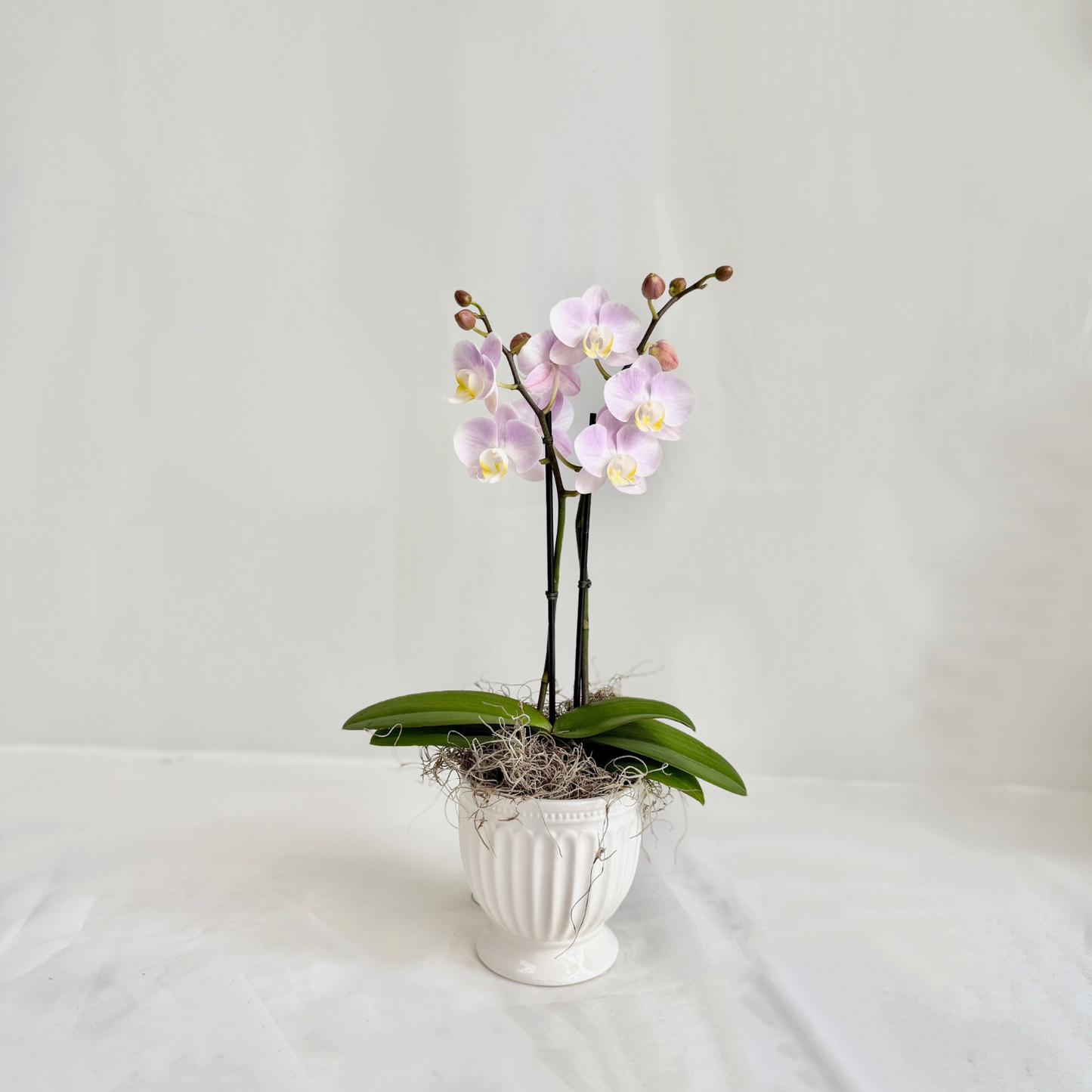 Mini Orchid - Light Pink