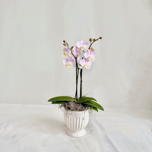 Mini Orchid - Light Pink