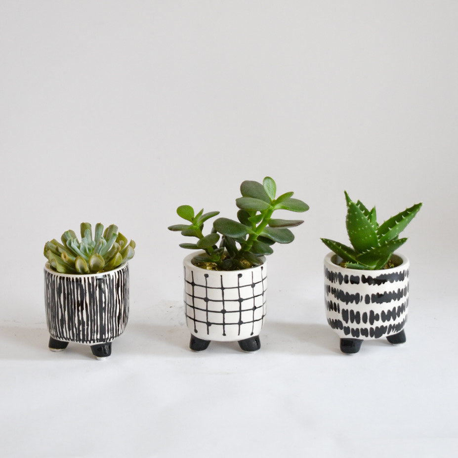 Mini Succulents in Black and White Pots