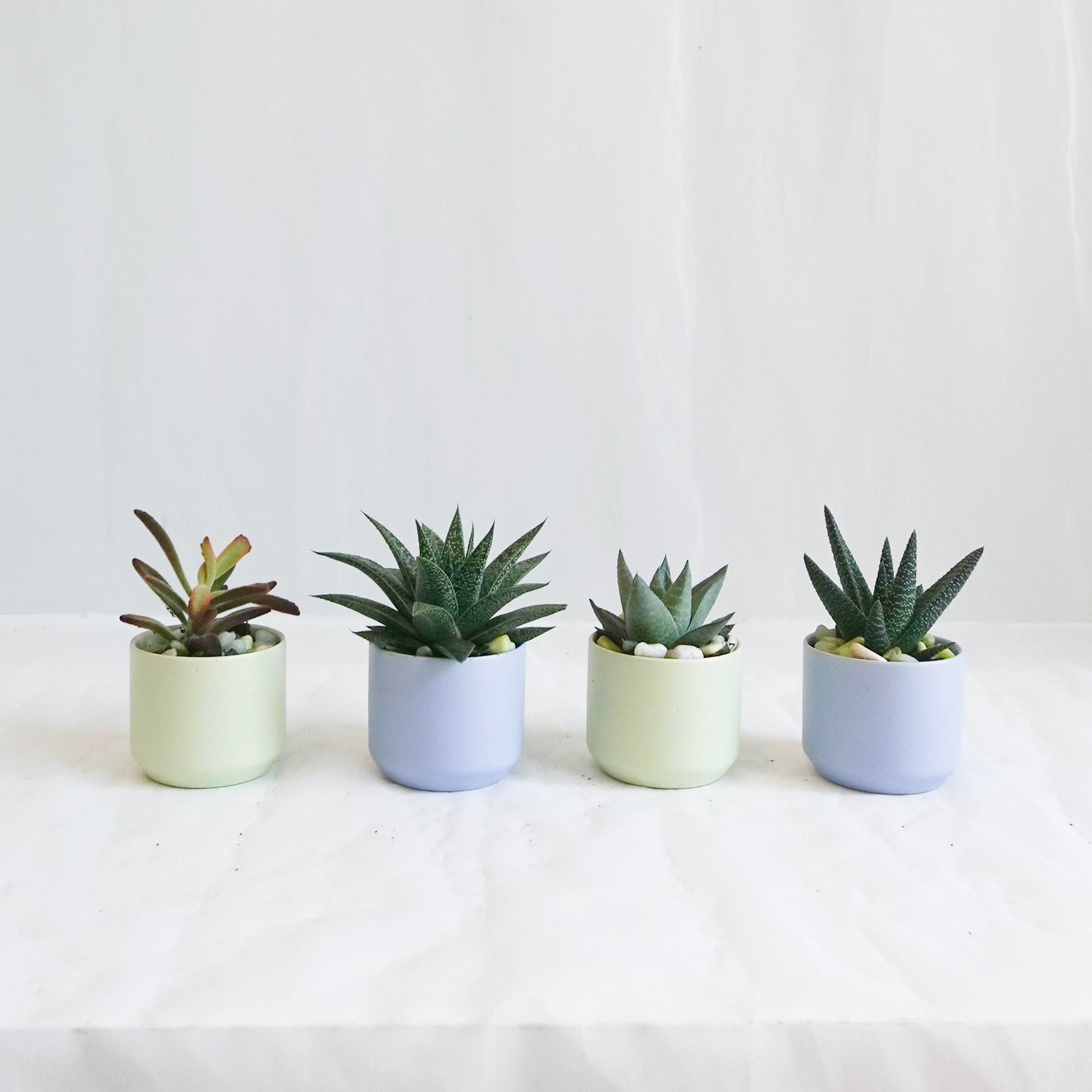 mini potted succulents Mini Assorted Succulent in Matte Pastel Pot – Oleander Floral Design