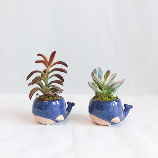 Baby Blue Whale Assorted Mini Succulents & Cacti