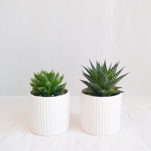 Assorted Succulent in 5" White Ribbed Pots