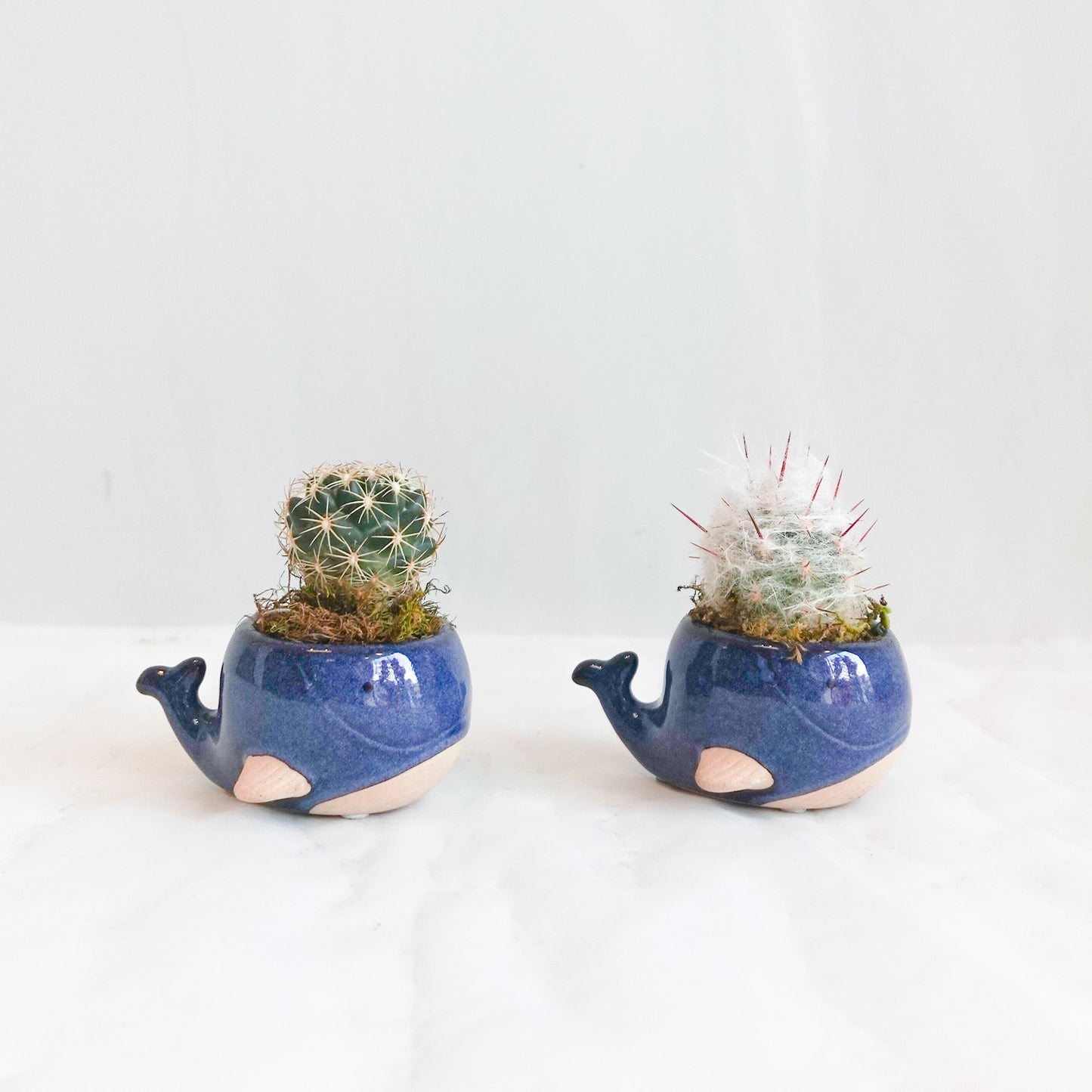 Baby Blue Whale Assorted Mini Succulents & Cacti