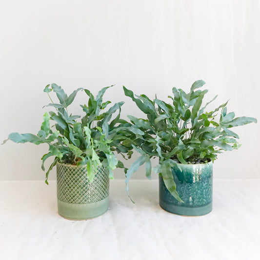 Blue Star Fern