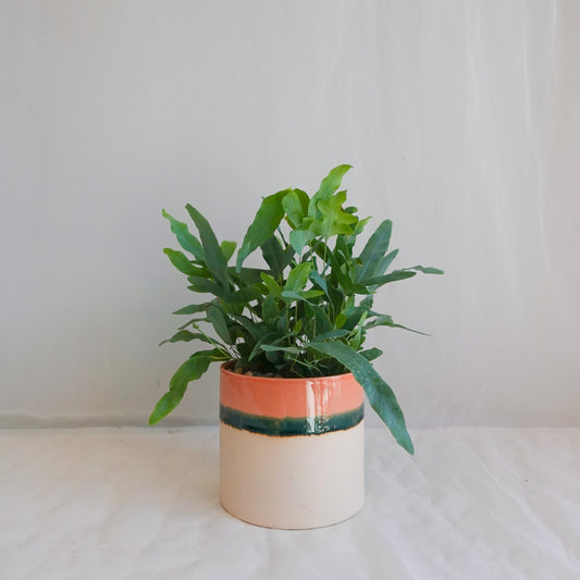Blue Star Fern in Watercolour Glaze Pot