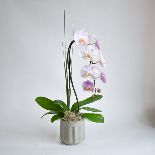 Blush Single Stem Orchid