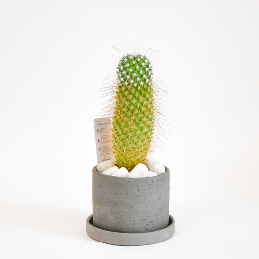 Pincushion Cactus in Stoneware Pot with Tray