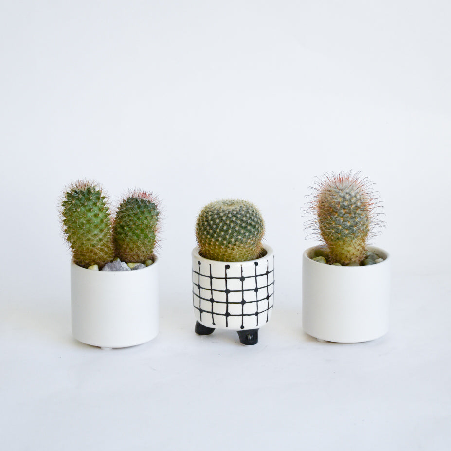 Assorted Cactus