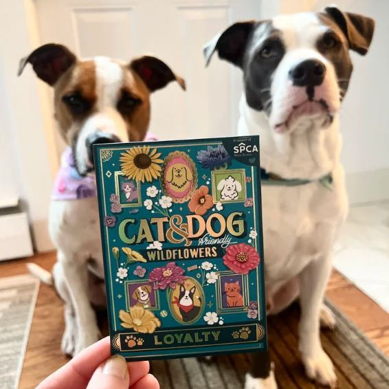 Cat and Dog Friendly Wildflower Blend - Seed Packet
