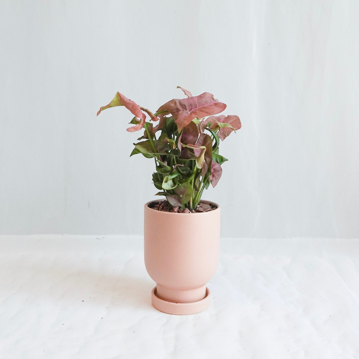 Tropical Planter in Pink Pot