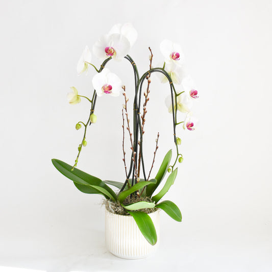 Double Plant Single Stem Orchid