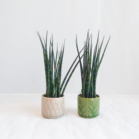 Fernwood Sansevieria
