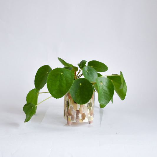 4.5" Pilea in Footed Ceramic Pot