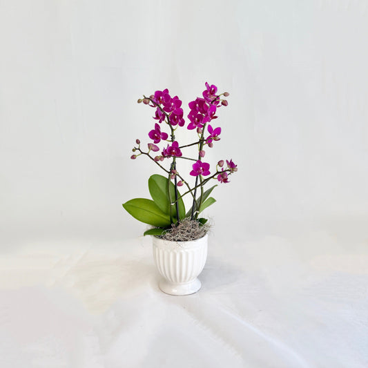 Mini Orchid - Fuchsia