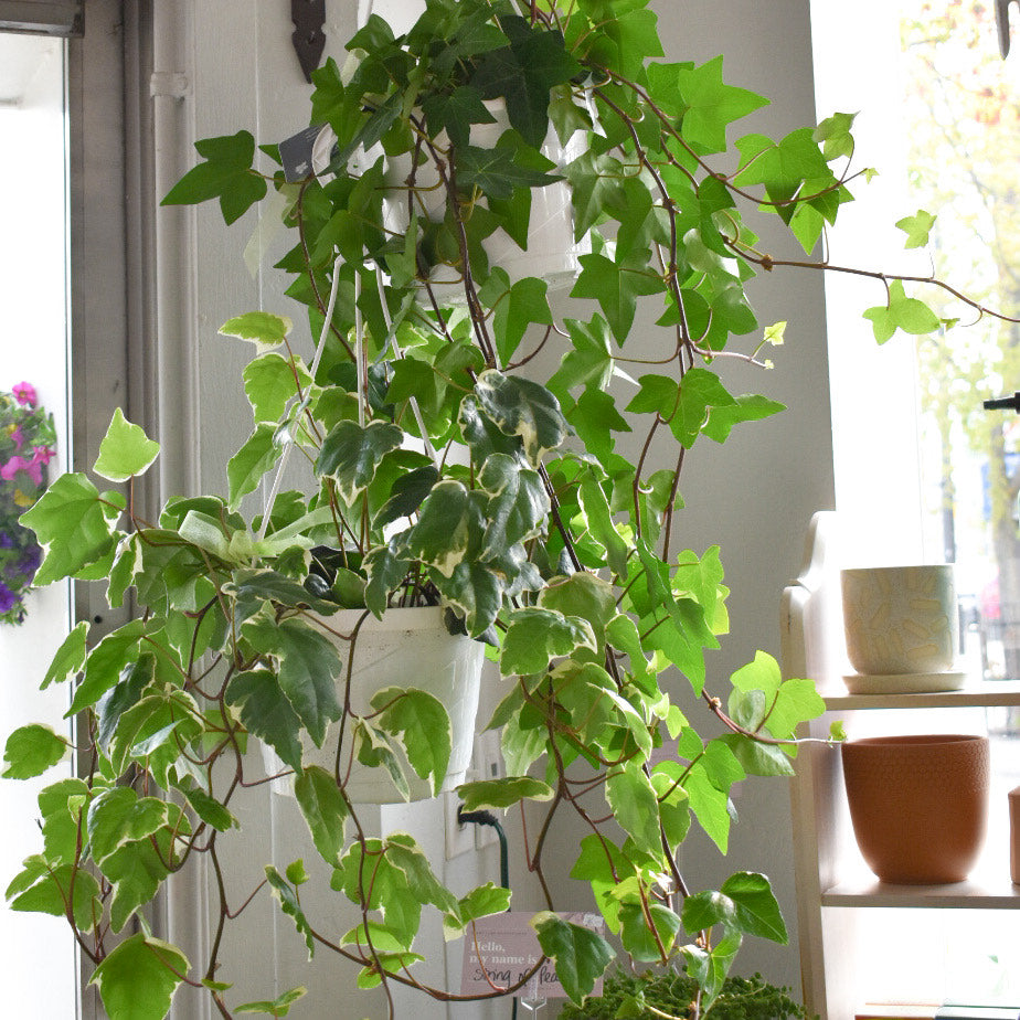 Hanging Ivy