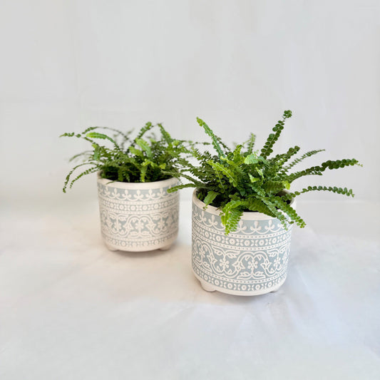 Lemon Button Fern in Filigree Stencil Pot