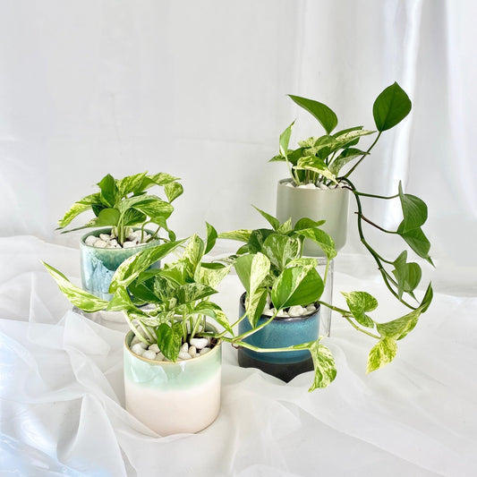 Marble Queen Pothos in Assorted Pots