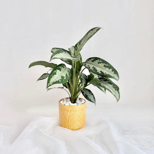 Silver Bay Aglaonema