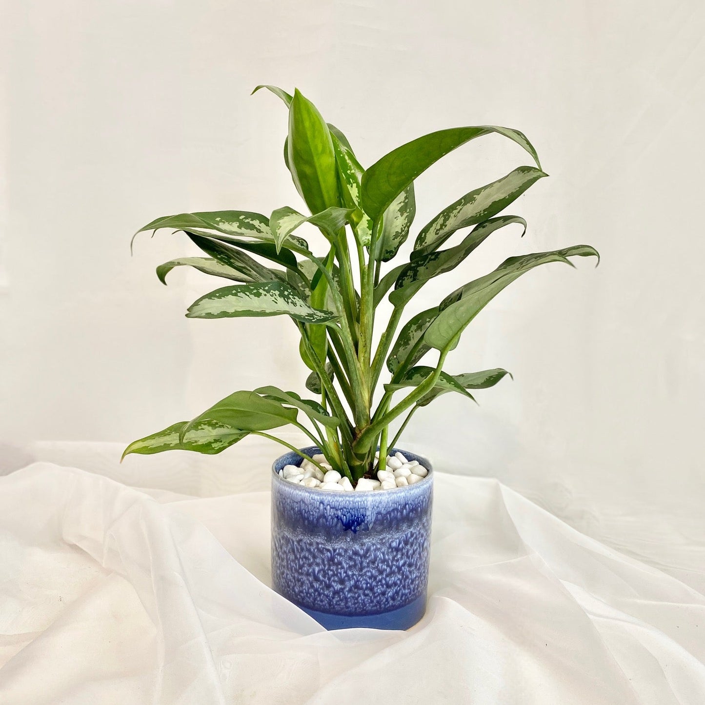 Silver Bay Aglaonema