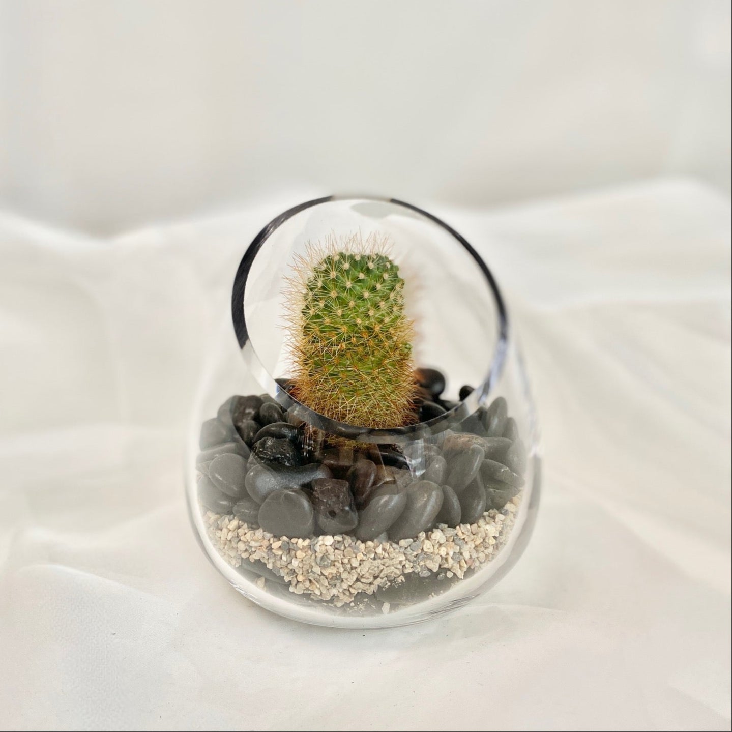 Mini Cactus Terrarium