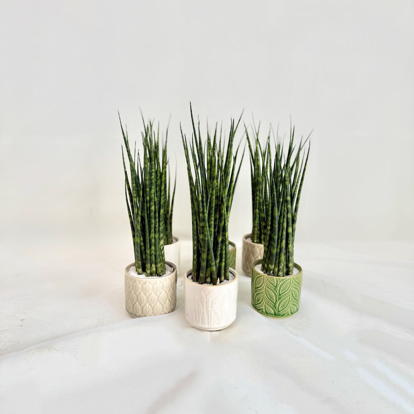 Fernwood Sansevieria