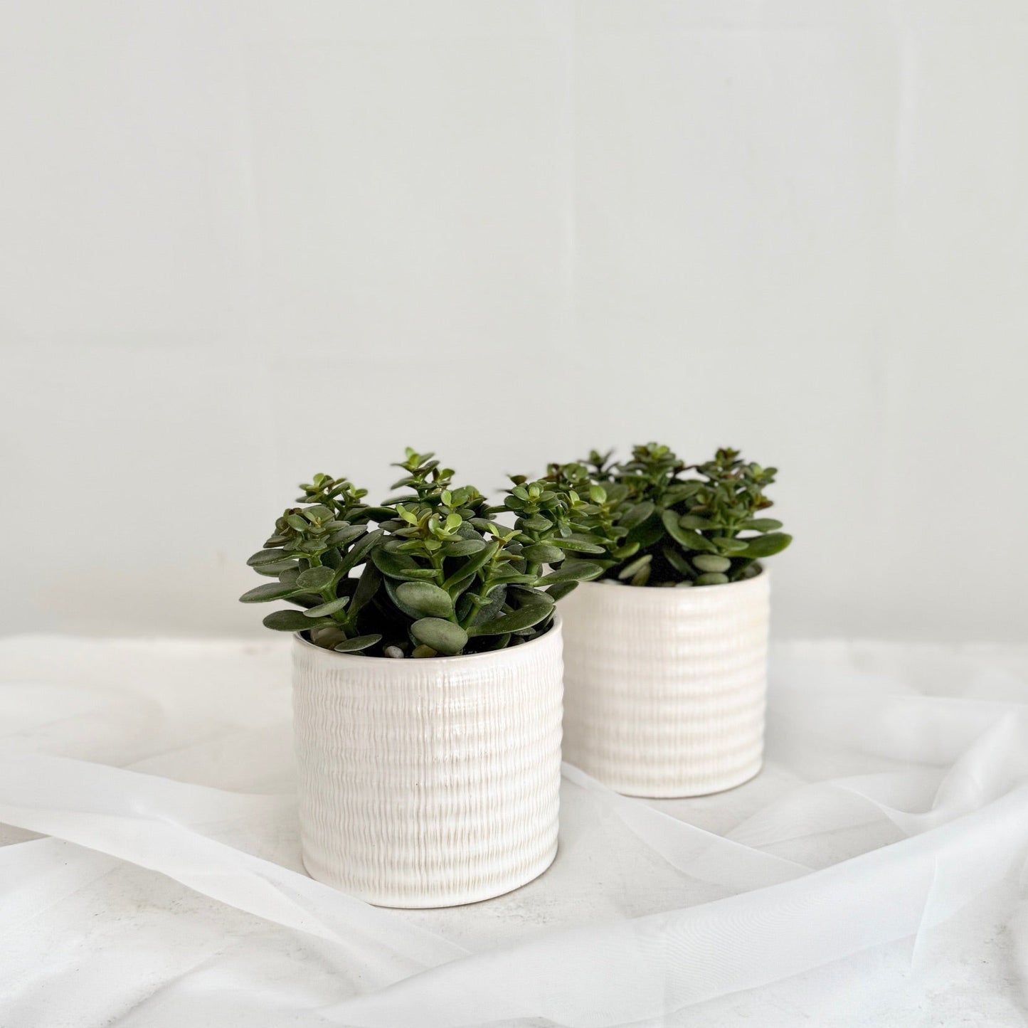 6" Jade Plant in White Pot