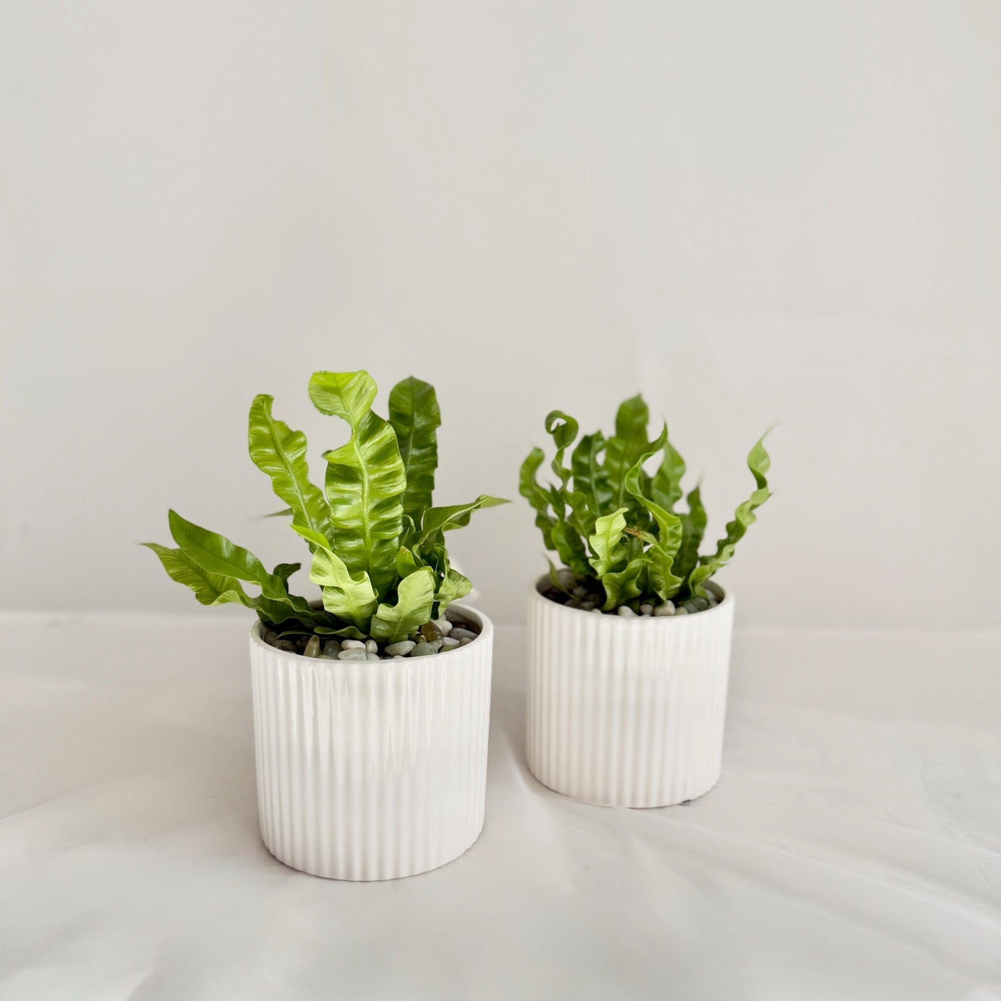 Crispy Wave Fern in Ribbed White Pot